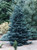 Abies lasiocarpa Glauca Arizonica Blue Arizona Alpine Fir