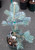 Abies lasiocarpa Glauca Arizonica Blue Arizona Alpine Fir 3 year