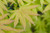 Acer shirasawanum Autumn Moon Shirasawa Maple Tree