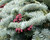 Abies procera Glauca Prostrata Crawling Blue Noble Fir