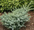 Dwarf Blue Spanish Fir