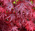 Acer palmatum Emperor 1 Japanese Maple tree