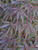 Acer palmatum dissectum Tamukeyama Weeping Cutleaf Japanese Maple Tree