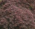 Acer palmatum dissectum ' Red Select ' Cut Leaf Japanese Maple