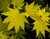 Acer shirasawanum Jordan