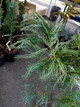 Pinus strobus 'Torulosa' Twisted Eastern White Pine - Kigi Nursery