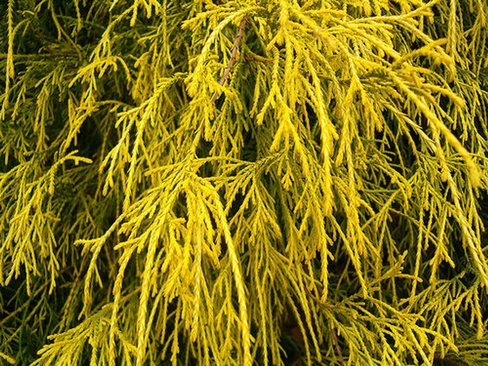 Chamaecyparis pisifera 'Golden Mop' Dwarf Sawara Cypress - Kigi Nursery Gold Mop Cypress