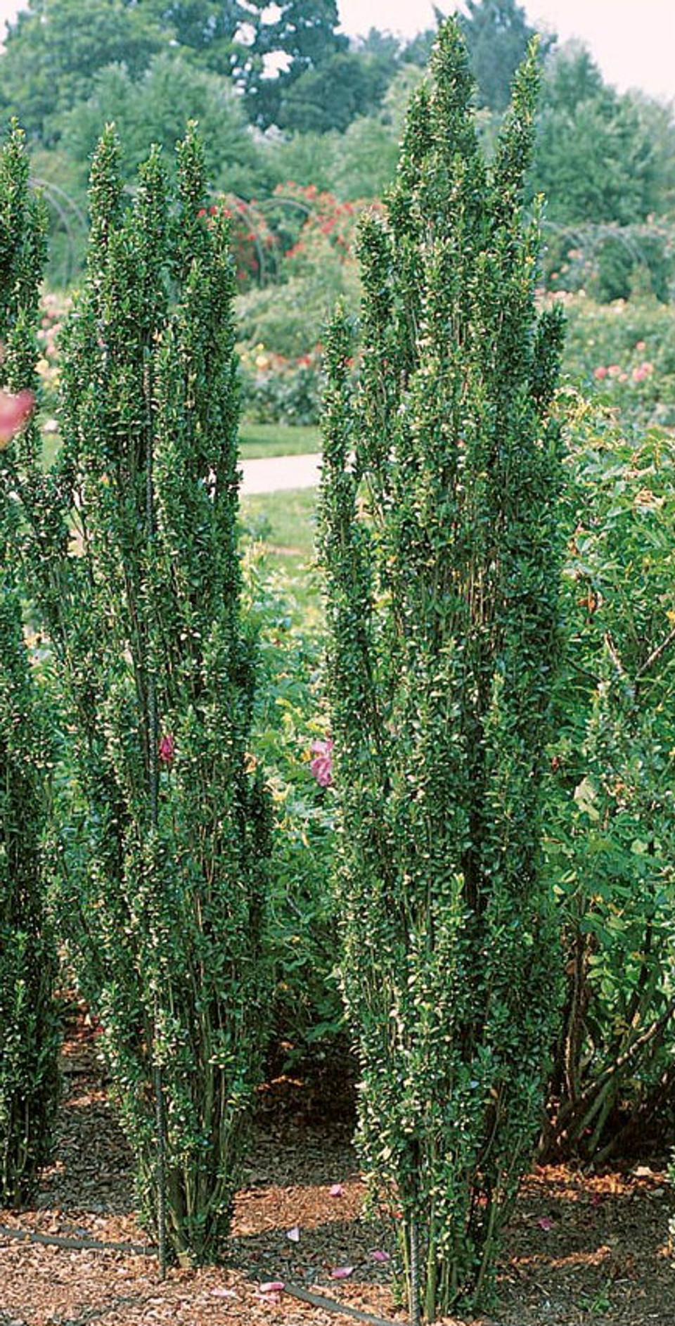 dwarf sky pencil holly