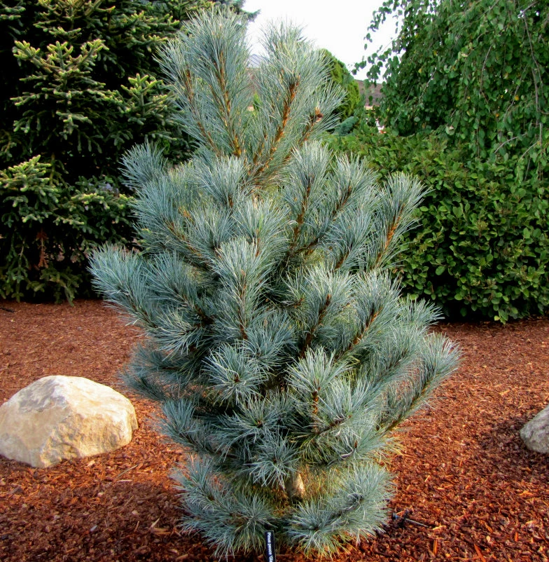 pinus-peuce-pacific-blue-macedonian-pine-kigi-nursery