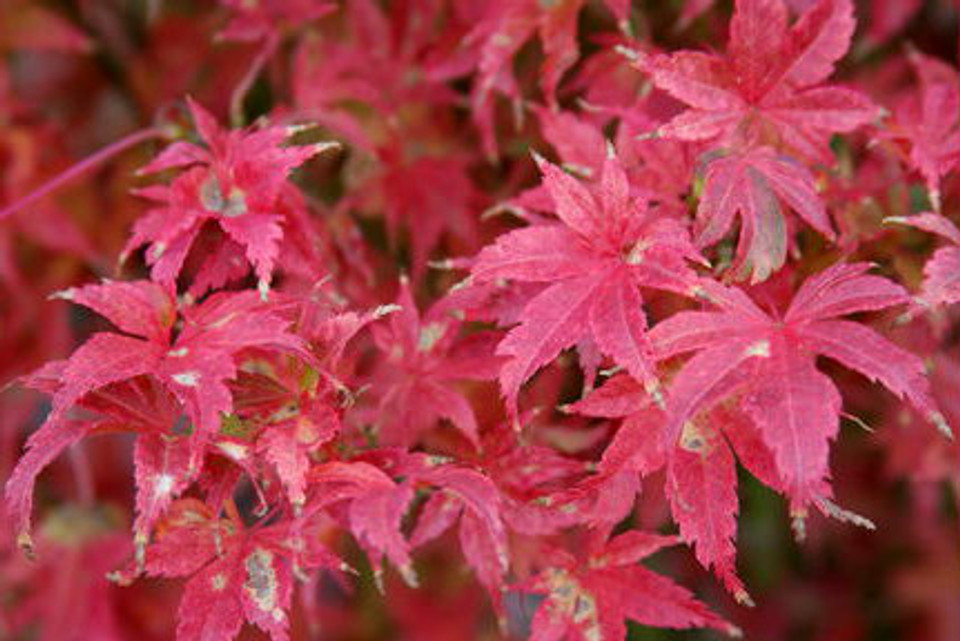 Acer palmatum 'Tiny Leaf' Japanese Maple Tree Kigi Nursery