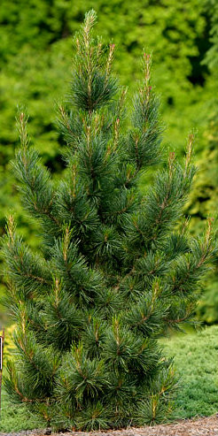 Pinus Cem Pinus cembra ' Glauca ' Blue Swiss Stone Pine - Kigi Nursery