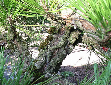 kiiHELEN KAMINSKICassia Miniブラックナチュラル Pinus thunbergiana 'Kyokko yatsabusa' Dwarf Japanese Black Pine