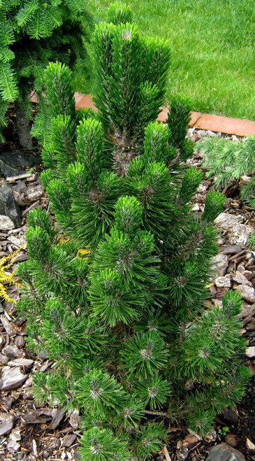pinus-thunbergiana-kotobuki-dwarf-japanese-black-pine-kigi-nursery