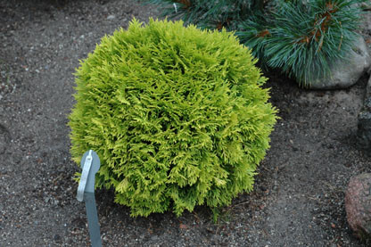 Thuja occidentalis 'Amber Glow' Miniature Golden Eastern Arborvitae