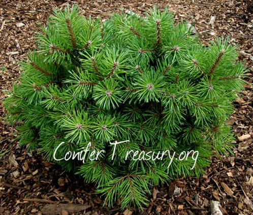 Pinus sylvestris ' Little Ann ' Miniature Scot's Pine - Kigi Nursery