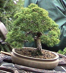 Juniperus chinensis 'Shimpaku' Dwarf Chinese Juniper - Kigi Nursery