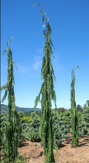 アラスカヒノキ　檜　枝垂れ　nootkatensis　苗 Chamaecyparis-nootkatensis-