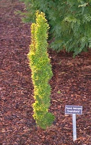 Taxus baccata 'Standishii' Dwarf Golden English Yew