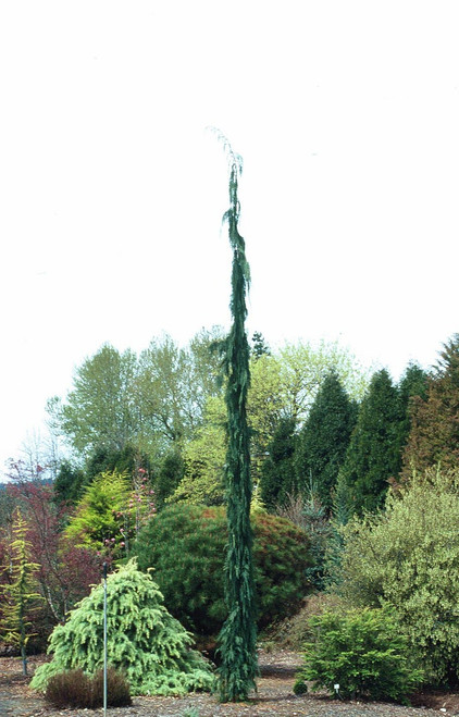 Chamaecyparis nootkatensis ' Van Den Aker ' Narrow Alaska ...