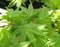 Acer palmatum Heptalobum Japanese Maple Tree