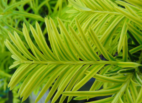 sansevieria star Rare Sansevieria Starr Green Granite Snake Plant Beginner Friendly Hou   Green Charm House of Plants