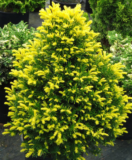 thuja mini Junior Giant Thuja Arborvitae main image 1