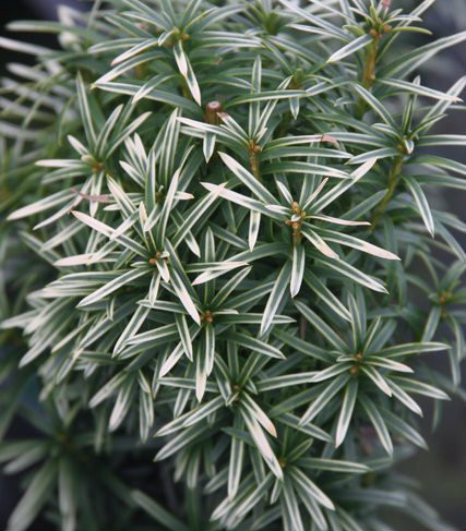 Taxus baccata 'Silver Spire' Dwarf Silver Sparkling English Yew