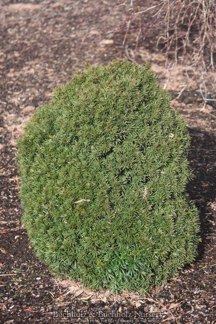 thuja 2m Junior Giant Thuja Tree | 1-2 ft main image 1