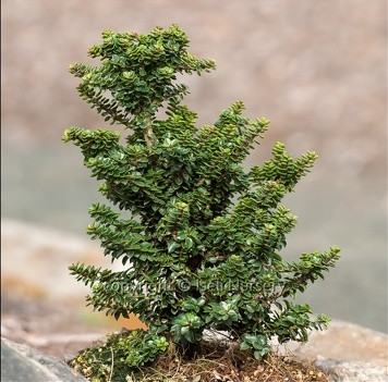Ilex crenata 'Jersey Jewel' Miniature Japanese Holly - Kigi Nursery