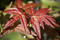Acer palmatum Beni maiko Japanese Maple Tree summer color