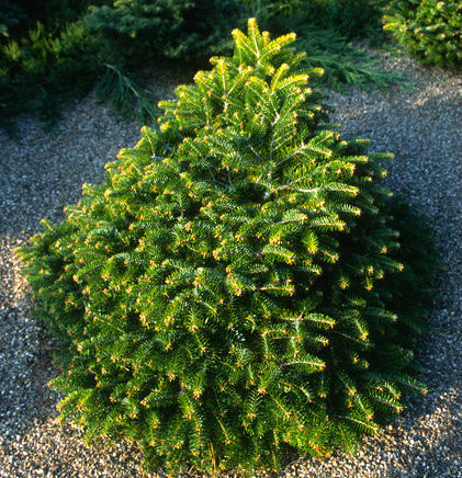 rosmarinus officinalis bonsai Rosemary in a Glazed Container