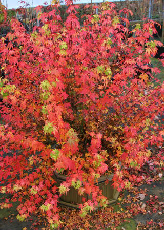 もくとげまる Acer palmatum 'Koto maru' Dwarf Japanese Maple - Kigi Nursery