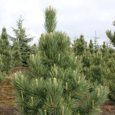 Pinus Cem Pinus cembra ' Silver Sheen ' Blue Green Swiss Stone Pine - Kigi Nursery