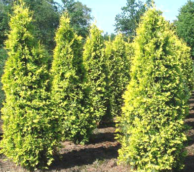 Thuja occidentalis 'Yellow Ribbon' Golden Emerald Arborvitae