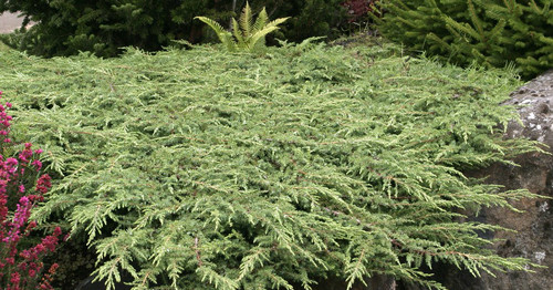 Juniperus communis 'Green Carpet' Dwarf Spreading Common Juniper
