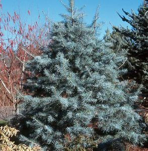Abies concolor 'Blue Cloak' White Fir - Kigi Nursery