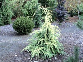 Cedrus deodara 'Gold Cascade' Dwarf Golden Himalayan Cedar - Kigi