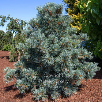 Pinus parviflora 'Blauer Engel' Japanese White Pine - Kigi Nursery