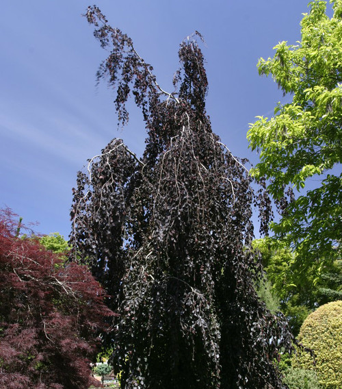 Purple Fountain Weeping Beech Tree