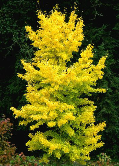 Ginkgo biloba ' Saratoga ' Upright Maidenhair Tree  Kigi Nursery