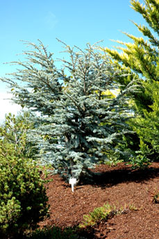 Buy Dwarf Atlas Cedars | kiginursery.com