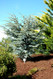 Cedrus atlantica Horstmann Dwarf Blue Atlas Cedar Tree