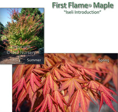 Acer x pseudosieboldianum 'First Flame®' Hybrid Maple Tree - Kigi