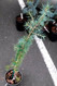 Cedrus deodara Electra Blue