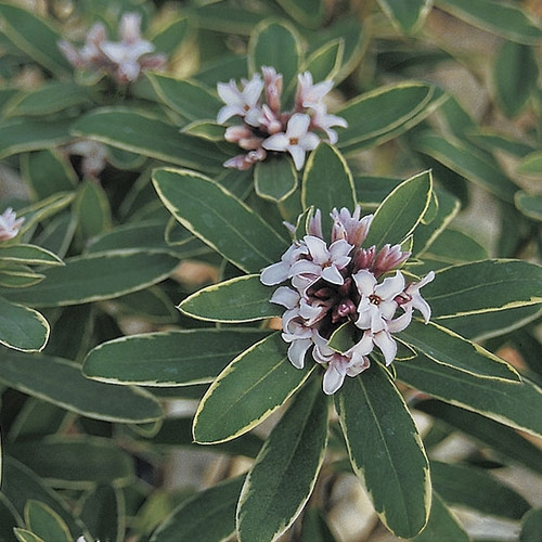 Daphne x transatlantica ' Summer Ice ' Variegated Hybrid Daphne