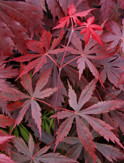 Acer shirasawanum 'Gloria' Red Leaf Shirasawa's Maple - Kigi Nursery