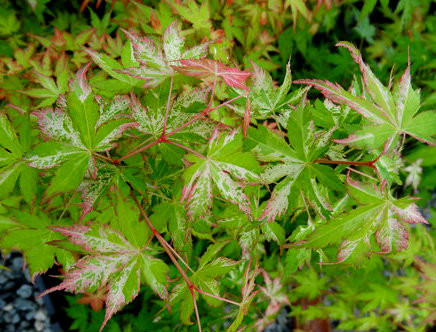 Acer palmatum 'Uzen nishiki' Variegated Japanese Maple - Kigi Nursery