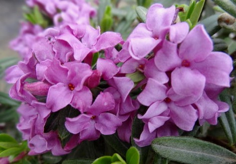 Daphne x medfordensis ' Lawrence Crocker ' Dwarf Hybrid Daphne