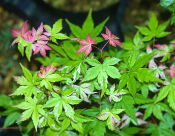 Acer palmatum 'Beni zuru' Dwarf variegated Japanese Maple Tree