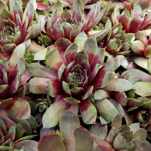 Sempervivum 'Commander Hay' Hens and Chicks - Kigi Nursery